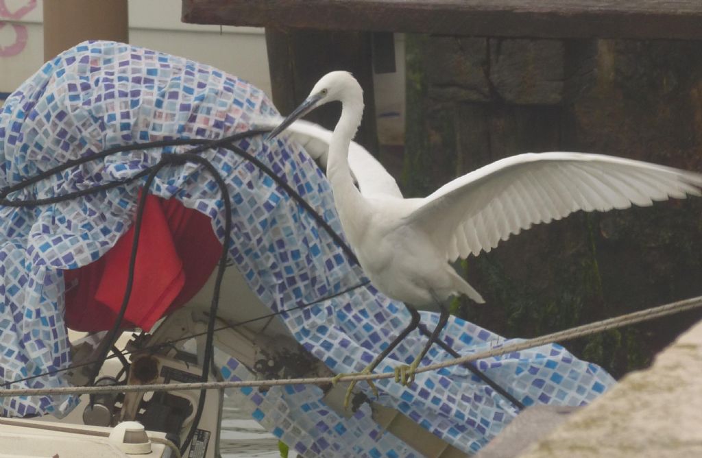 Pennuto in laguna: cos''?   Garzetta (Egretta garzetta)